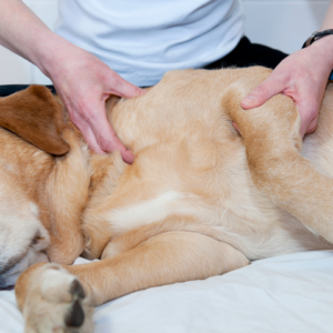 Animal Physical Therapy
