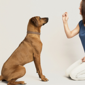 Animal Training & Pet Sitting