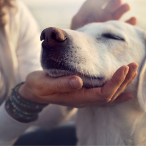 Dog Behavior & Training