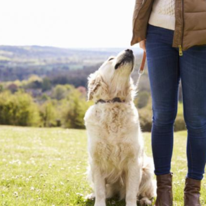 Dog Socialization & Obedience