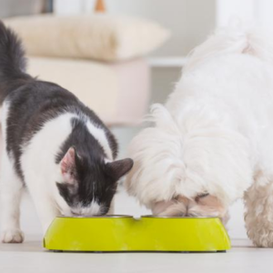Pet Nutrition