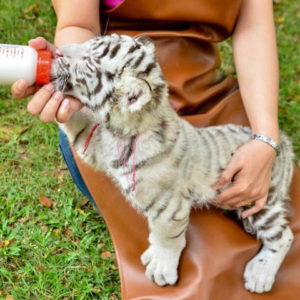 Wildlife Rescue & Rehabilitation