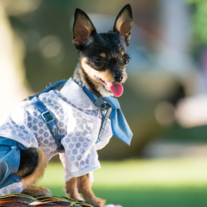 Clothes & Crafts for Your Pets
